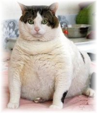 257_fat_cat_frosted.jpg